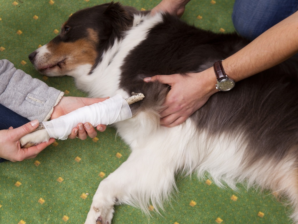 Erste-Hilfe_am-Hund_Bildnachweis-pnierhoff.jpg