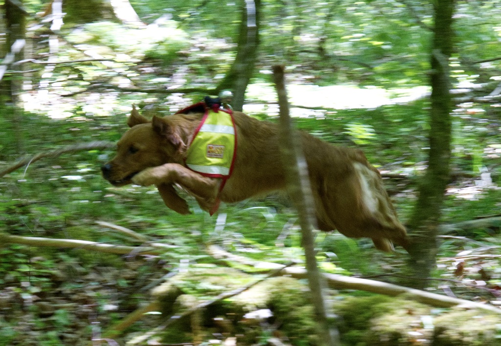 Rettungshund Luna im Sprung bei der Suche im Wald