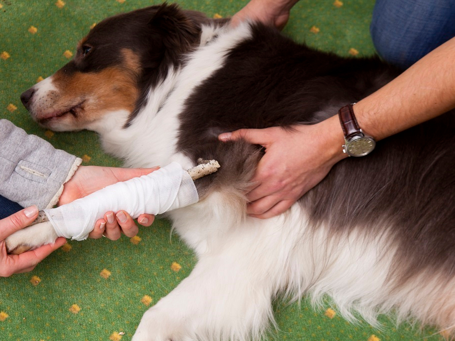 Erste-Hilfe_am-Hund_Bildnachweis-pnierhoff.jpg