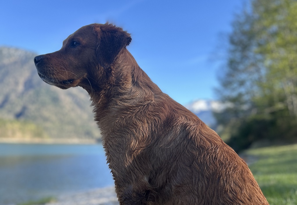 Rettungshund Luna an einem See bei Bergen