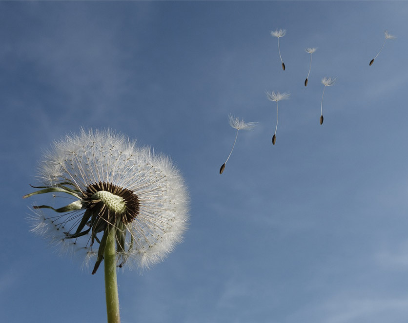 Vorsorge_Pusteblume.jpg