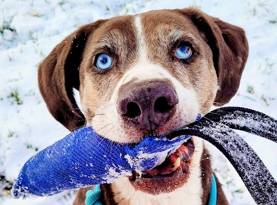 Aquim_Schnee_zuggeschnitten.jpg