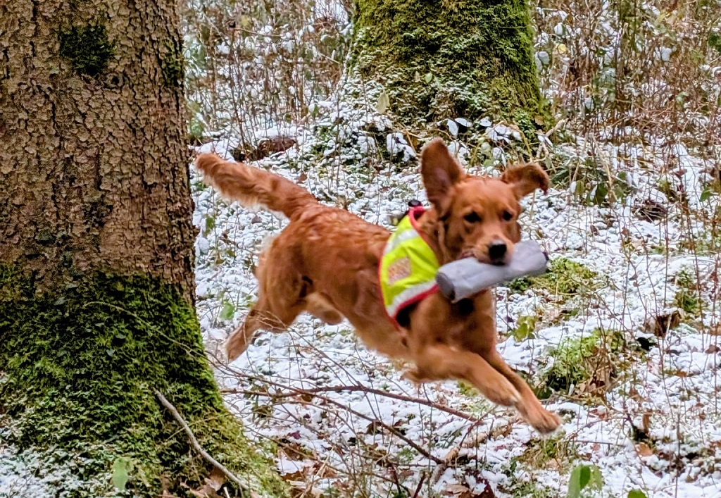 2026-rhs-luna.patenhund-suche.jpg