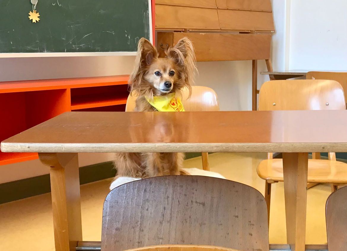 5_Harley_Zuhörhund_Schule.JPG